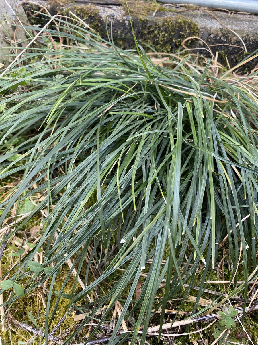 #王さまのぶどう
#農家の終礼
#シグナス
本日の植物はジャノヒゲです