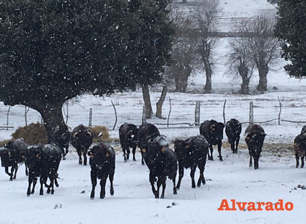 "Ha bajado la nieve, divina criatura, el valle a conocer...
viene calla-callando, cae y cae a las puertas
y llama sin llamar."
Gabriela Mistral