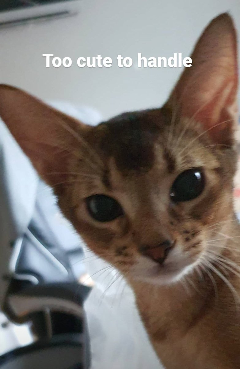 Kinglovelycat's tweet image. นี่สินะการเติบโต