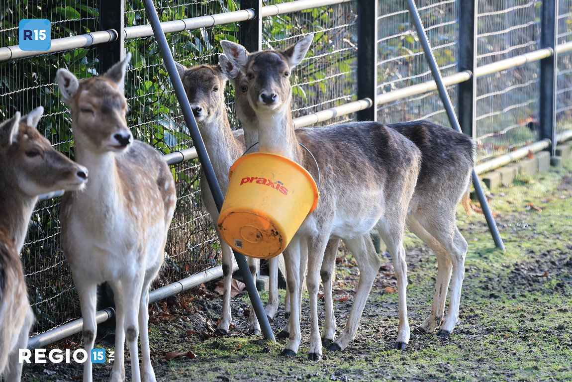Hertje gered uit benarde emmersituatie