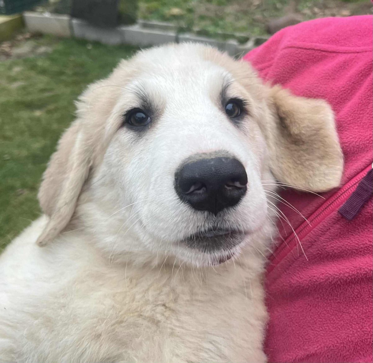 rescuedoggypaws's tweet image. Josie is approx 5 months (DOB 18/08/25)
Size: They think large when fully grown
Personality: Sweet, lovable, playful and great with other dogs, cats and children
1dogatatimerescue.org/registration/
#Cambridgeshire #Peterborough #Colchester #Northampton #MiltonKeynes #oxford #Luton #Bedford