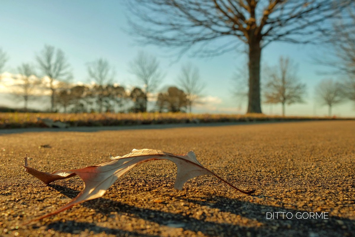 Ditto Gorme tweet media