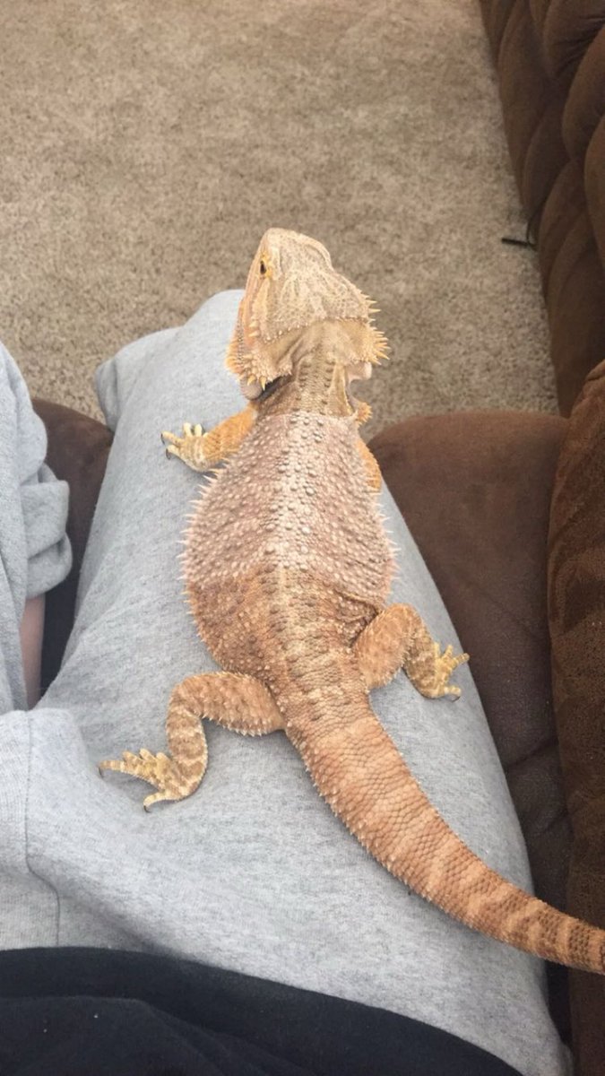 lynn D. ackerman tweet media