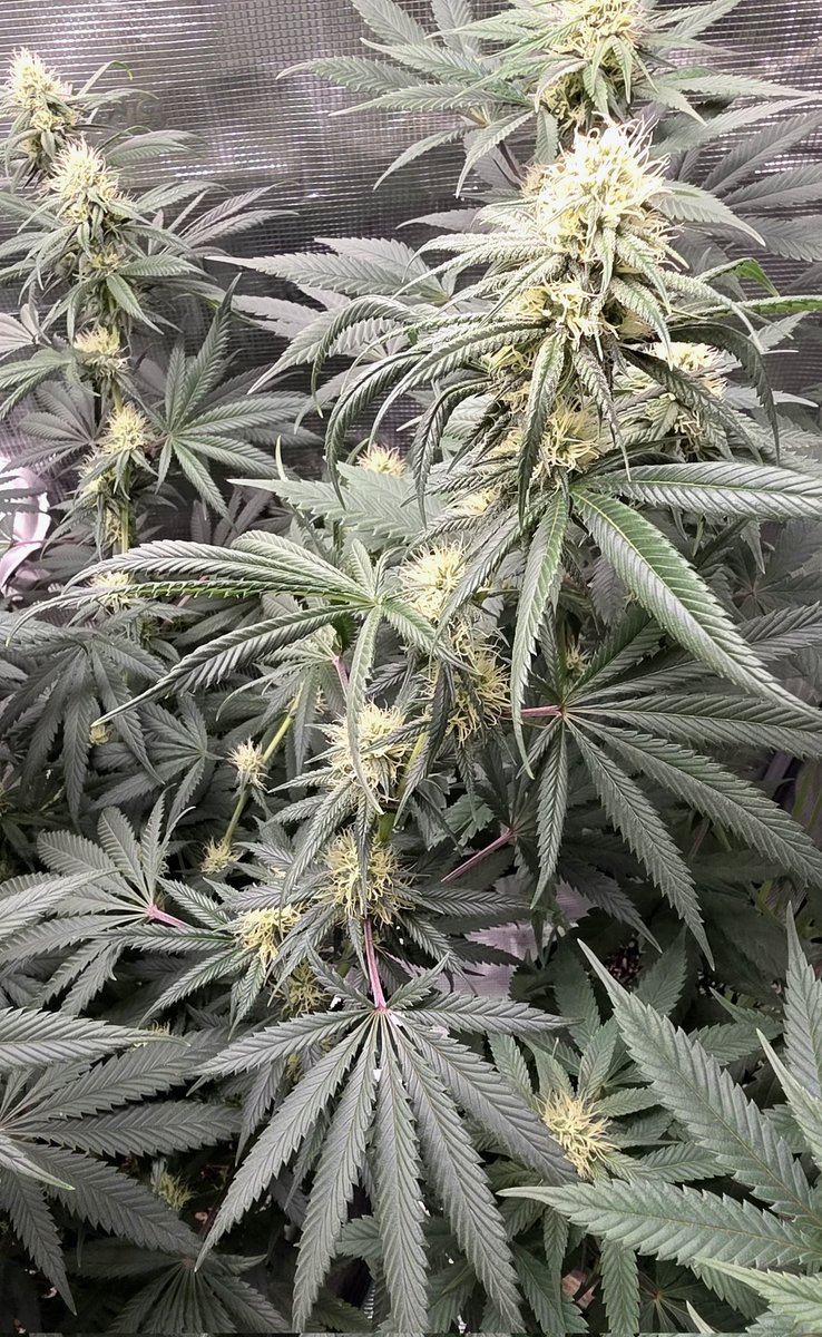 AlienFogMachine's tweet image. This cola was directly in the path of the fan I adjusted the other day. Was watering &amp;amp; inspecting the 🫐🫐 when I noticed these leaves. Raised the fan a bit more &amp;amp; adjusted the angle. Starting to smell like sweet blueberry in here.