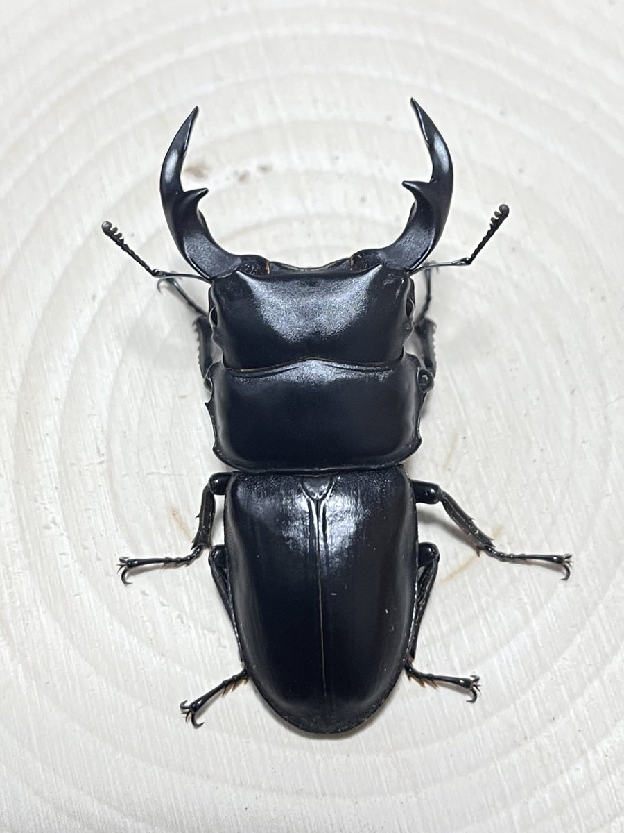 茨城県産オオクワを広めよう🐎プレゼント企画

只今から応募開始致します❗️

【応募期間】 1月23日（金）21時まで
【応募方法】 フォロー&amp;リポスト🔁
【プレゼント内容】茨城県産オオクワガタ WF5 ペア＋α

その他、詳細は画像を確認ください。