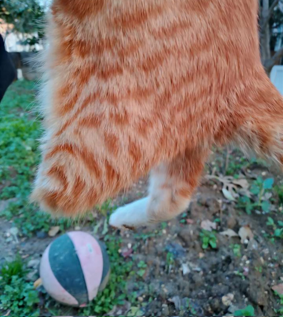 Bu foto beni kalbimden bıçakladı. 🥲 Kardeşlerden bi tek o kalmış yuva bulamayan. Bence buluruz, ne dersin Hatay? 🥹