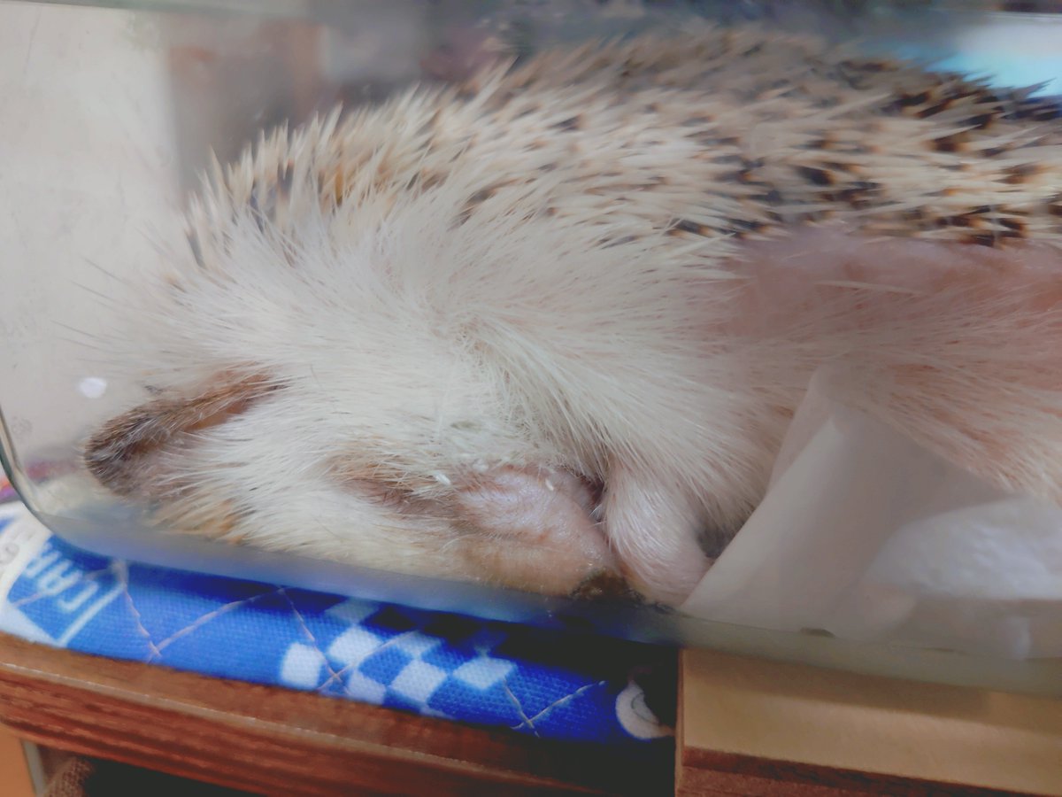 yukisan様ご確認ページ】ハリネズミ harisan (@5010Harisan) / Posts