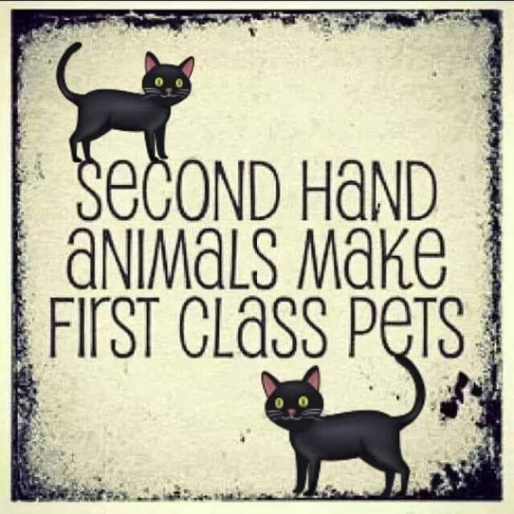 Don't shop, adopt...