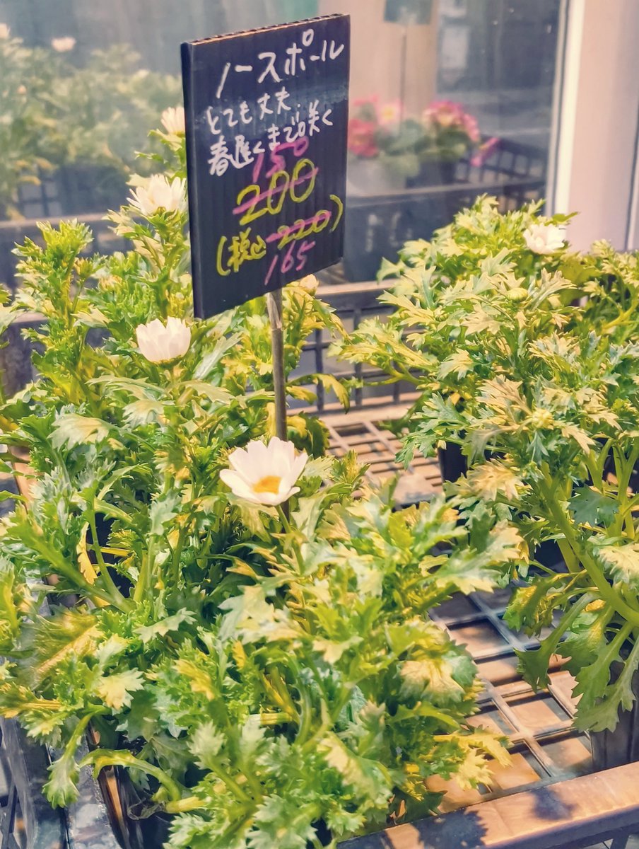 bitpulse's tweet image. こんばんは🌃🛋️ 先週は成人式がありましたので4日間の出勤でしたが喉の調子を崩してしまい時々咳が出て長い一週間になりました📅😷ﾈﾂﾊﾅｼ この週末は天気も良く暖かくてだいぶ楽になりました🔌🔋 明日からの一週間も喉の様子を見ながら体調を整えて行こうと思います🌈✨😊ｹﾝｺｰﾀﾞｲｼﾞ