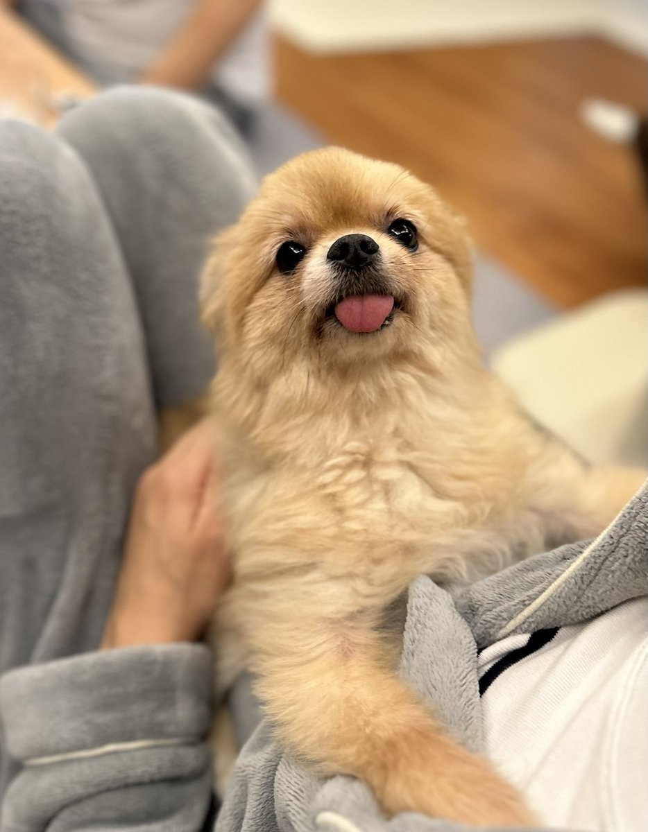 다른 삼촌이 자기를 안으면 앞다리에 힘 딱 주고 버티면서 나에게 SOS를 친다