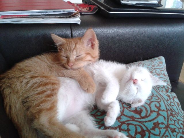 purhaya's tweet image. 