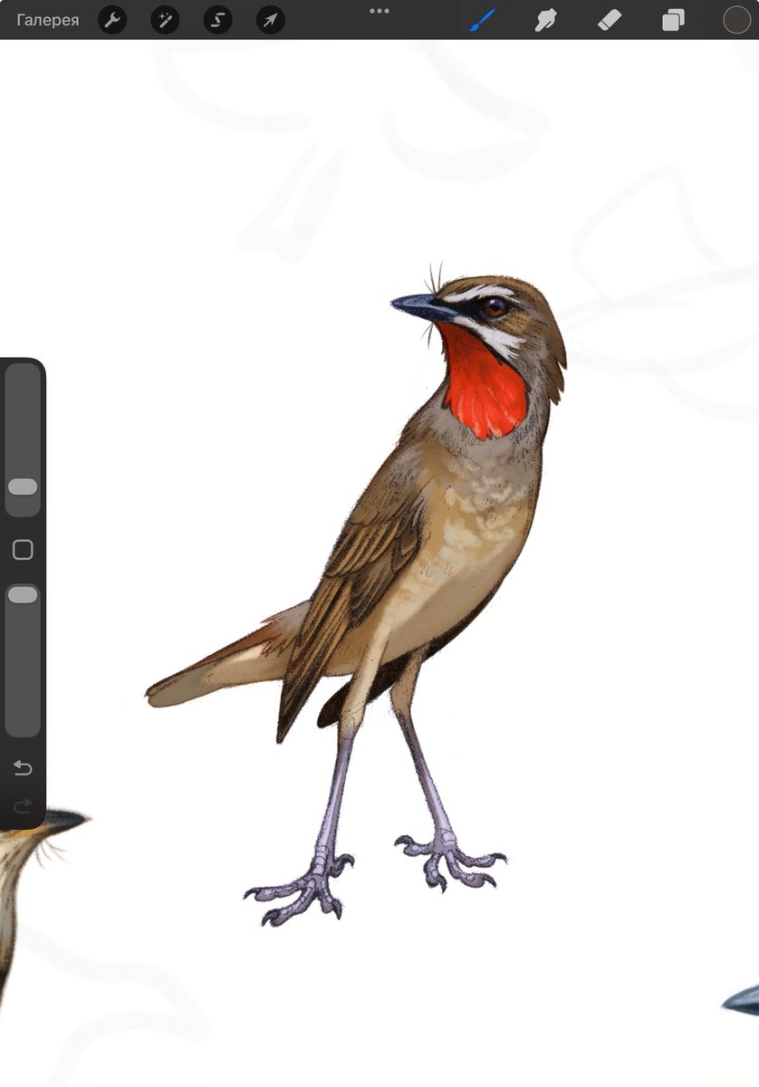 _Astarcis's tweet image. I love all nightingales: they're just legs