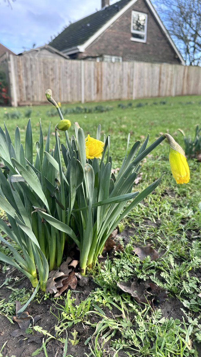 JimDavisOnAir's tweet image. Spotted these little fellows this morning on our dog walk which brought me a little ray of #JanuaryJoy 🌼 I’ll be with you from 4-7pm @magicfm &amp;amp; I’d love to hear what brought joy to you #Weekend? Let me know for a #ShoutOut magic.co.uk