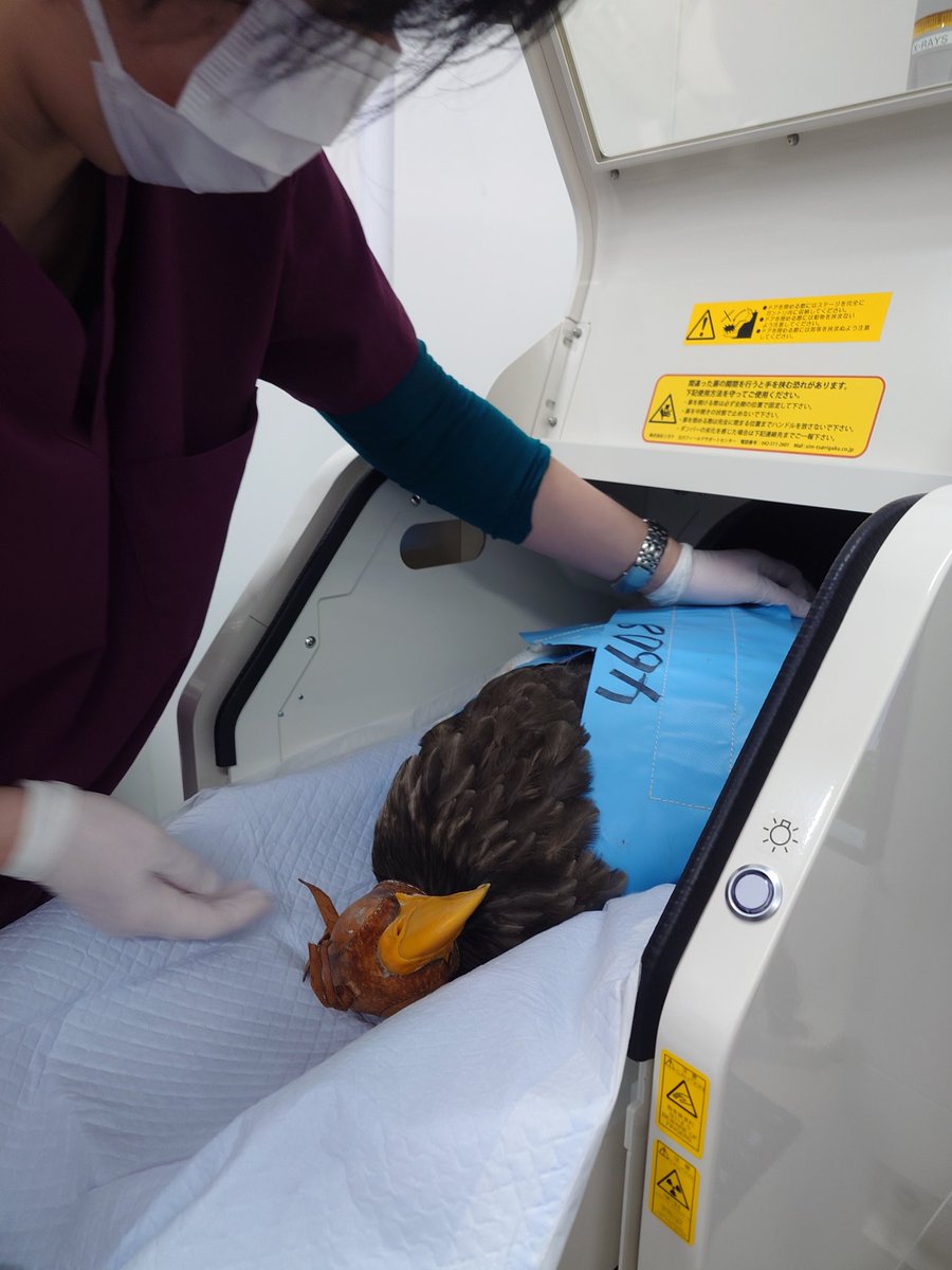 猛禽類医学研究所　齊藤慶輔 tweet media