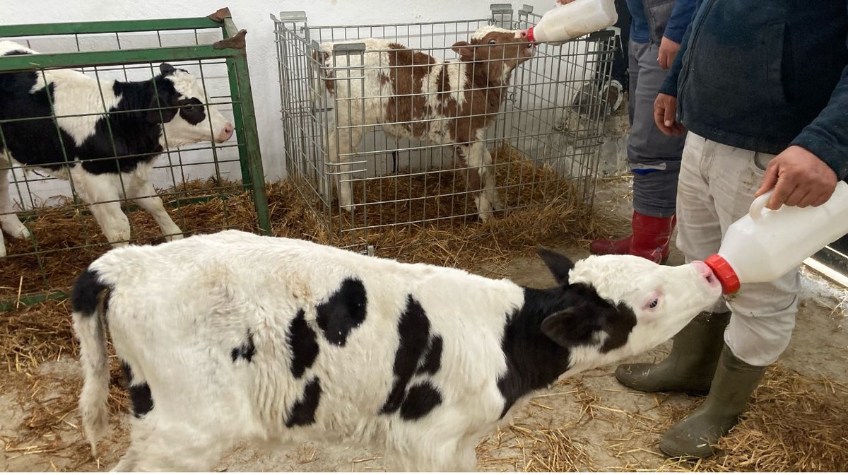 LÖSEV’in Doğal yem ( arpa- Ata mısırı- yonca vb ) ve otlarla beslenen,
Kuzu - keçi ve inekleri barındıran SAĞLIKLI YAŞAM ÇİFTLİĞİ olduğunu,
Lösante Hastanemizde tedavi gören
LÖSEMİLİ ÇOCUKLARIMIZIN 
Bu arkadaşlarının sütü - yoğurdu ile beslenerek iyileştiklerini biliyor muydunuz?