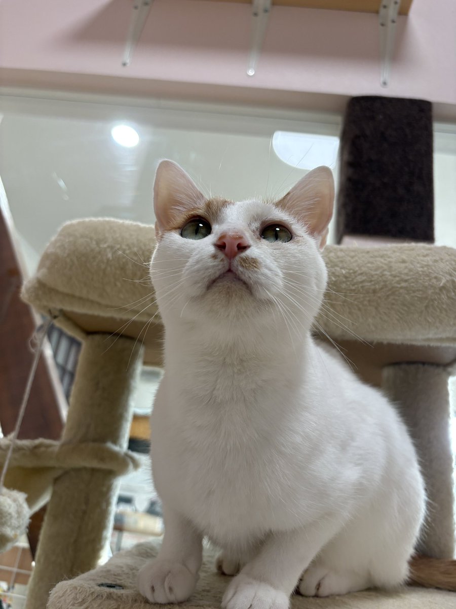 Post by 譲渡型保護猫Cafe あおねこ(新潟県田上町) on X: 美人ちゃん