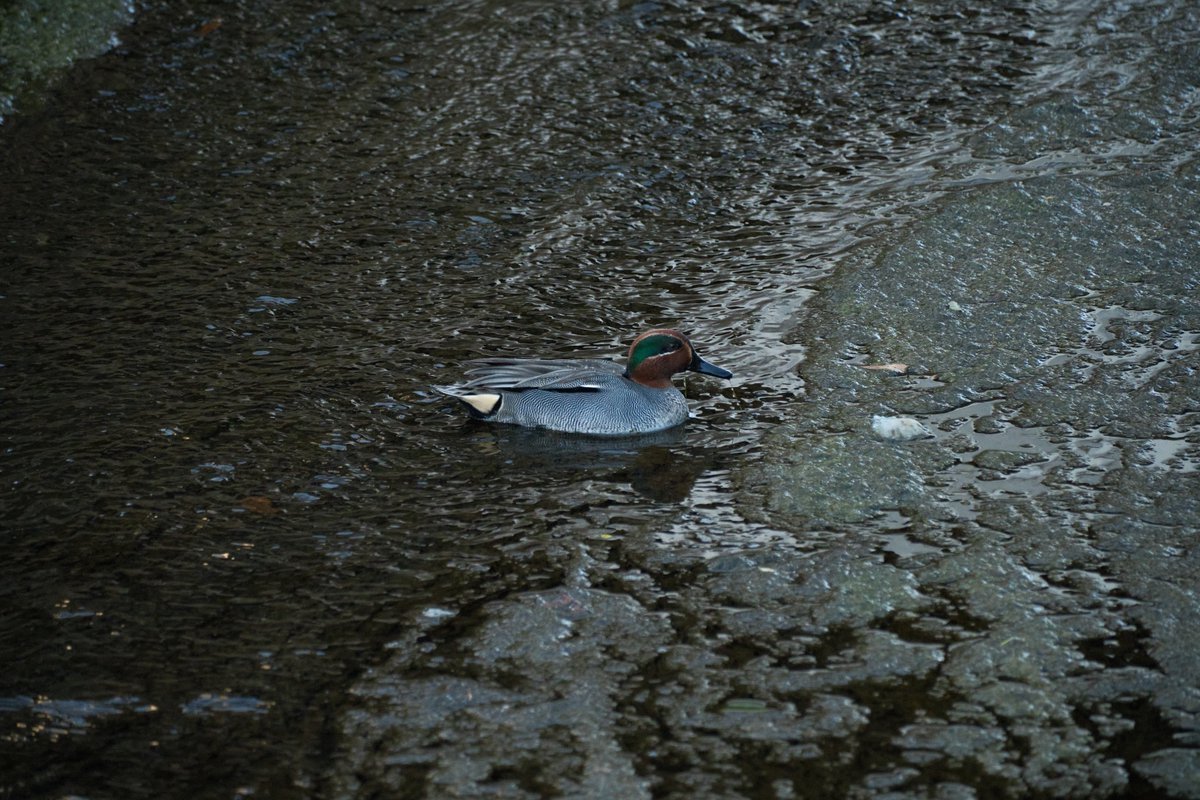 luiarlu's tweet image. 水鳥さん

#鳥