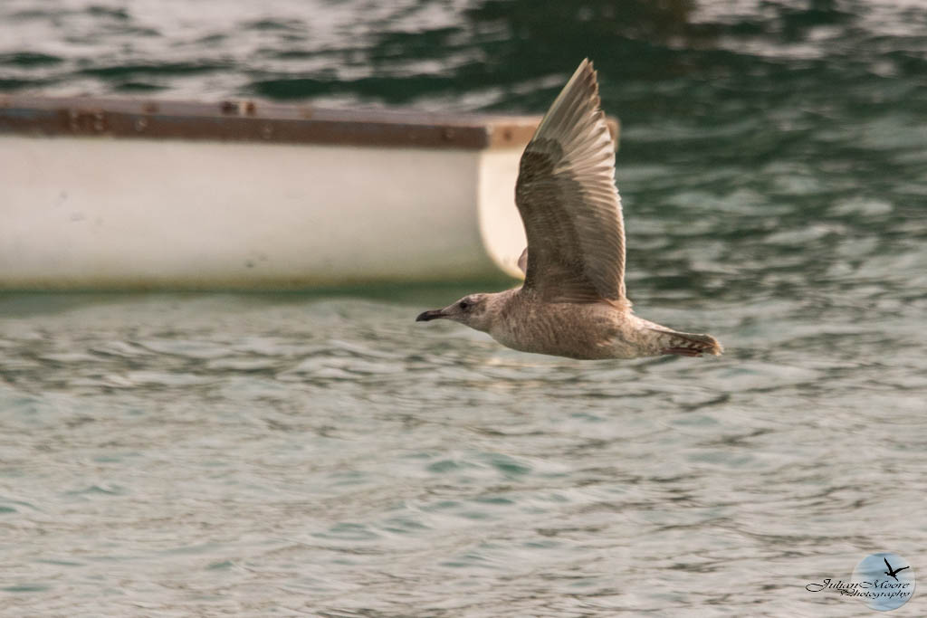 euthusiastic's tweet photo. Barbados to Beyond: Chasing 300 Birds -https://t.co/ONYsmSUwyT --
2026 I’m birding only in Barbados’ open spaces—no private lands. Goal: 100 species locally + with travel plan = 300-Follow the journey!👆
#BirdingChallenge #BarbadosBirds #CaribbeanBirding #goal300birds #Birdinges https://t.co/jRyqAochHW
