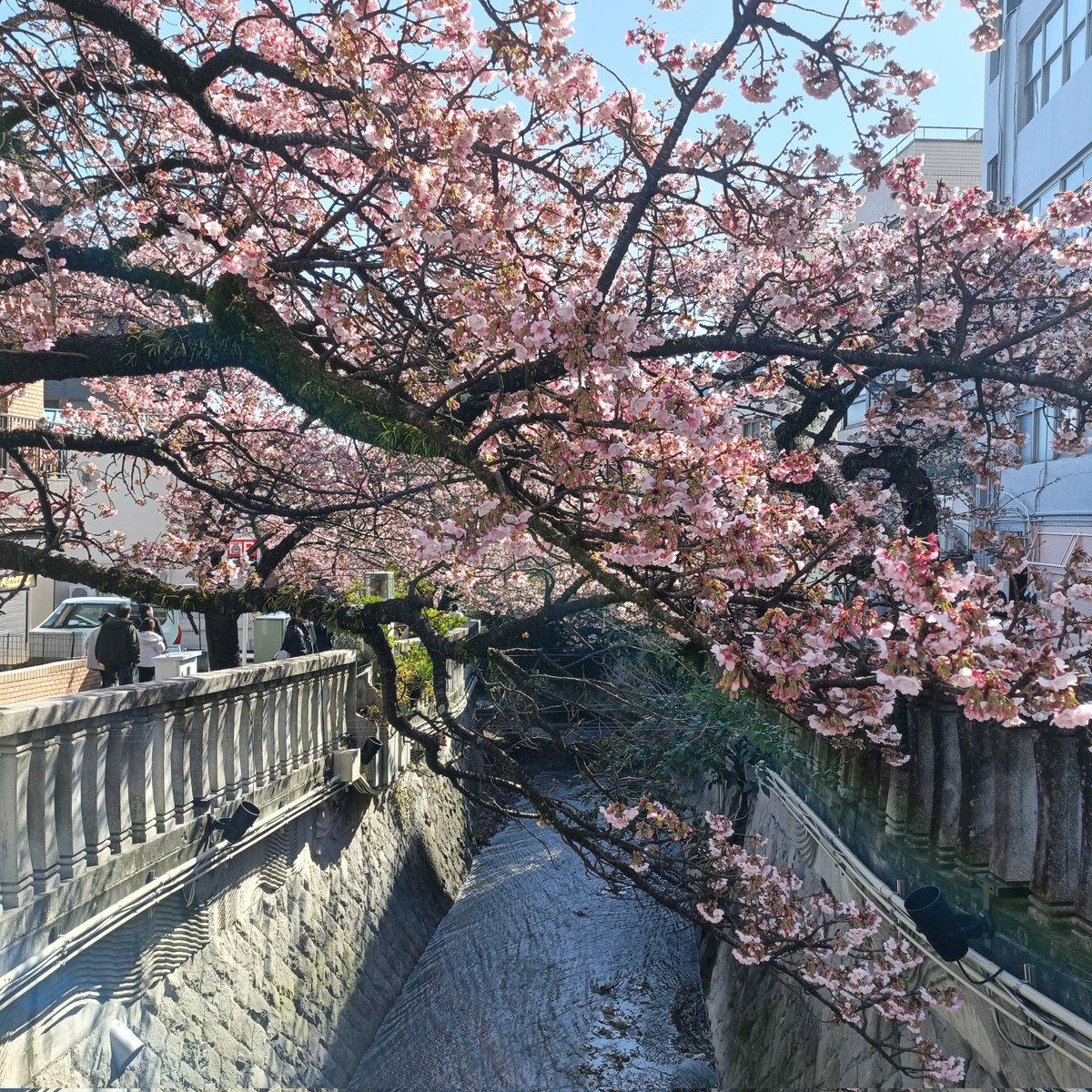 暖かな日曜日、#あたみ桜🌸が見頃というSNSを見て糸川さくら祭りへ。
３連休の翌週のせいかそれほど人出が多くなくゆっくり桜を楽しめました。