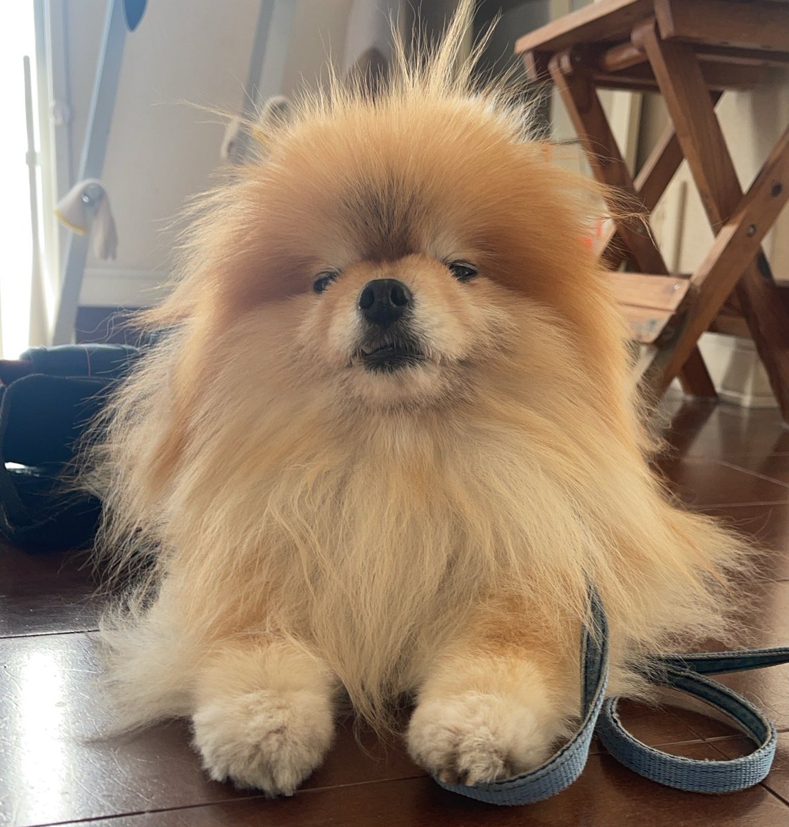 ぽめくらし🐾(3匹) (@ak1toPome) / Posts / X