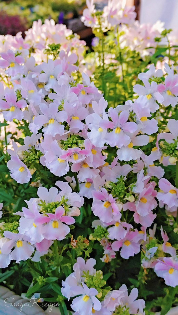 Flowers Community on X - 139.5K Members