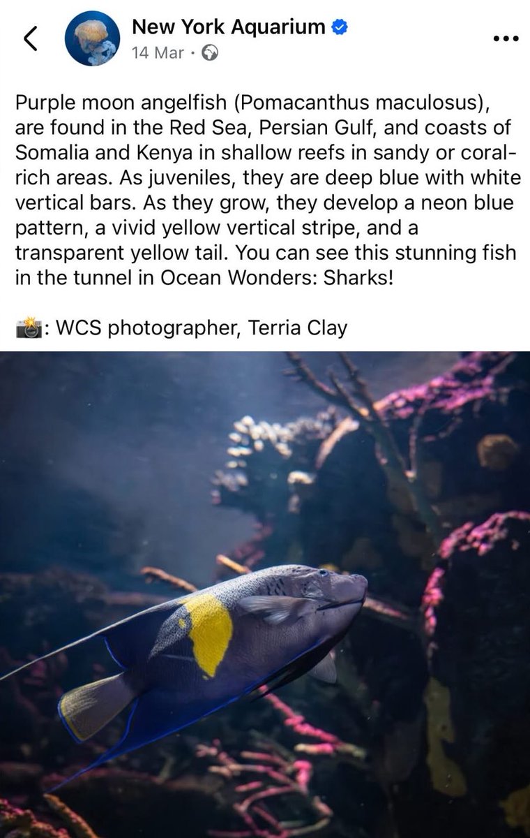 IbrahimFagiri's tweet photo. Yellowbar Angelfish “Pomacanthus Maculosus” https://t.co/kvPEQRuFaf