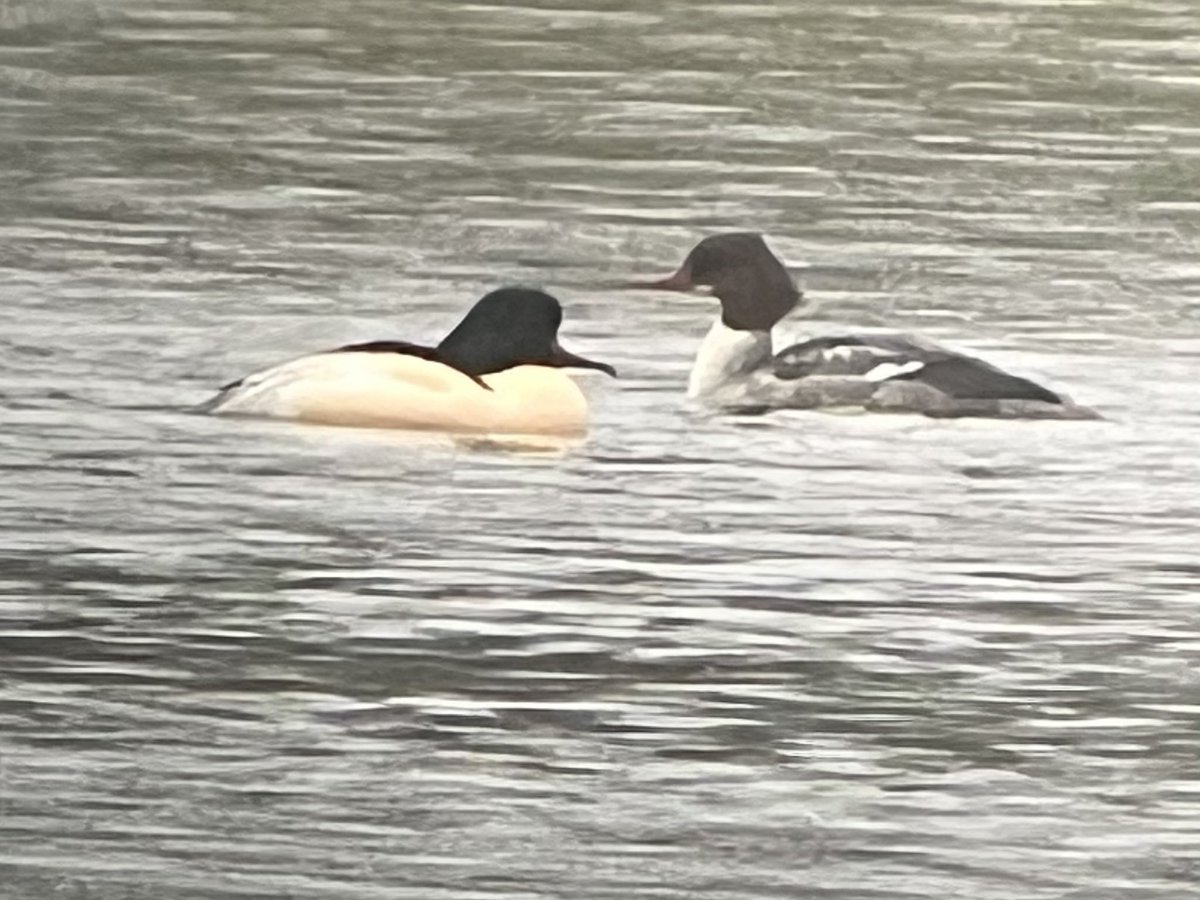 This months WeBS count done - water levels high, wet and a little chilly and very few wildfowl on main lake made the count a little disappointing, but GW Egret and 10 Goosanders (site max count for me) made it more than worth it 🔭🦆🦢