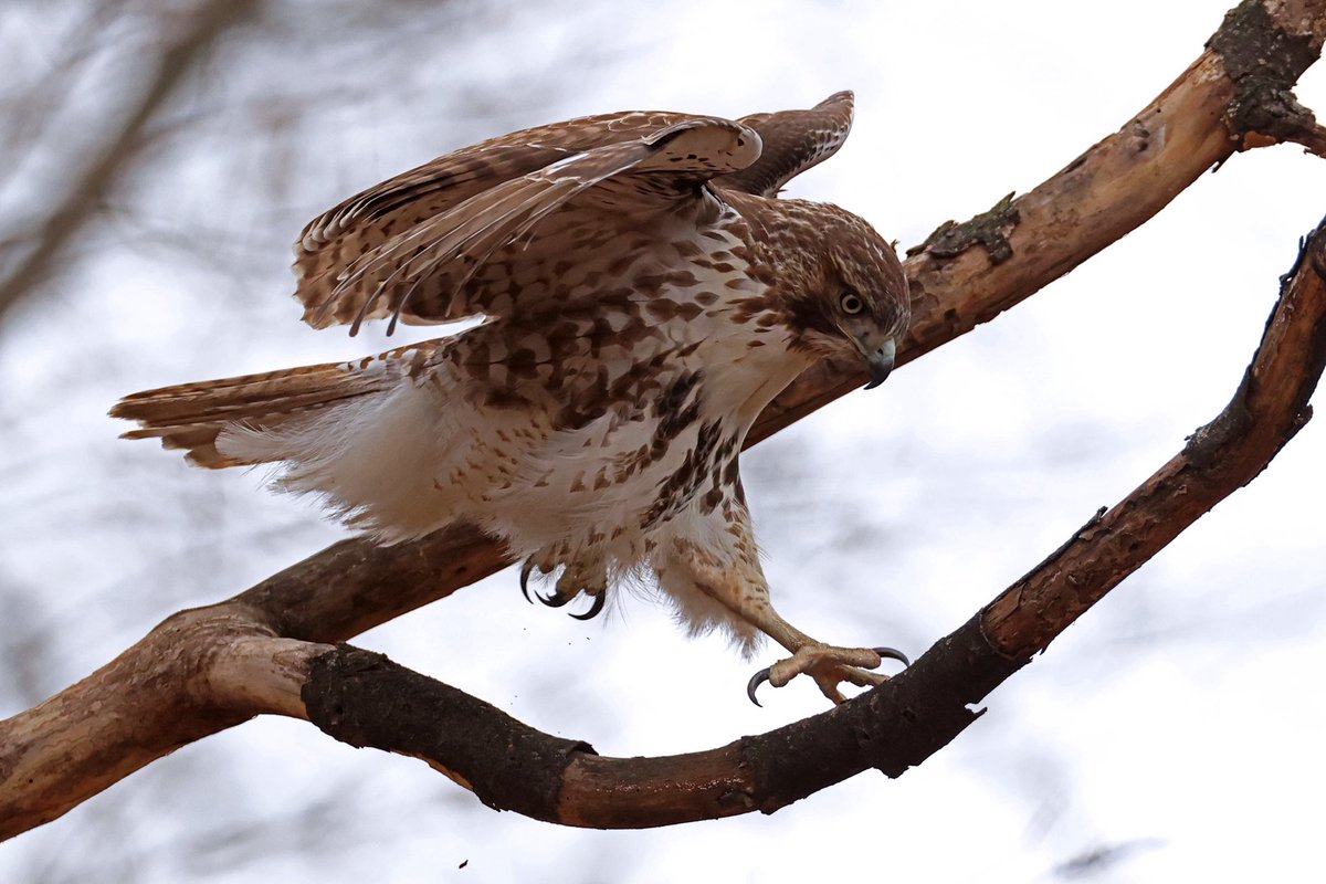 LeoPM20's tweet photo. Jump, Red-tailed Hawk (Buteo jamaicensis) in Inwood Hill Park #redtailedhawk #redtailed #hawk #reptor #predator #inwoodhillpark @BirdCentralPark @BirdBrklyn https://t.co/0xtEeLP2jR
