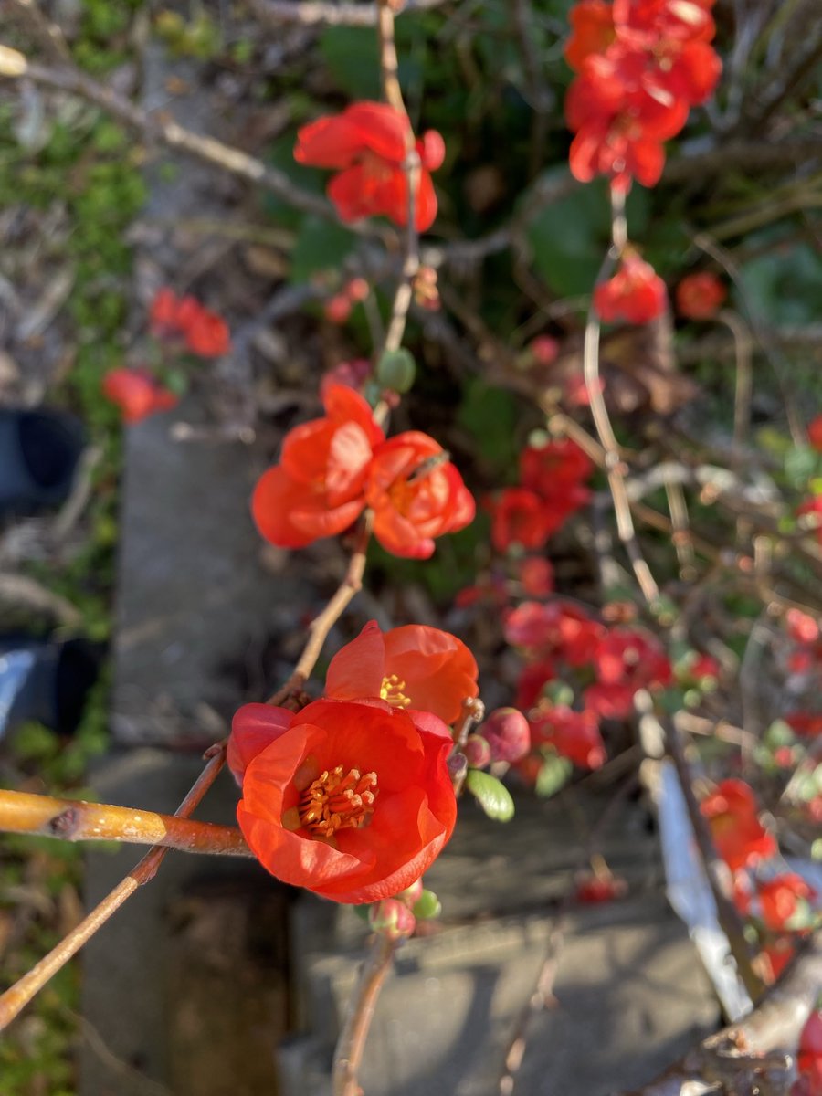 今日も暖かい日だった
庭の花