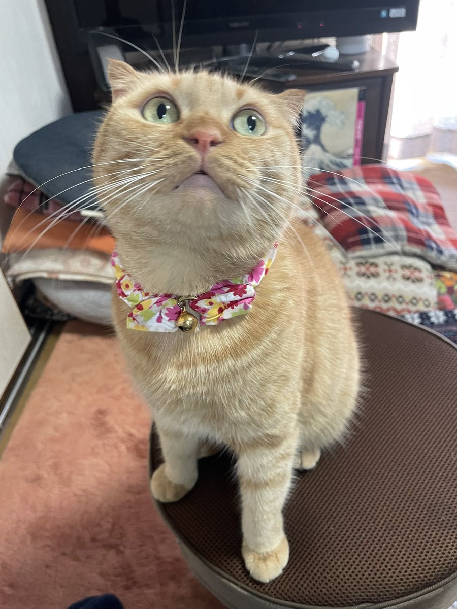 ginmozu's tweet image. きゅルンとしたかわいい顔をしたと思ったら、次は舌打ちする様なワル顔。
ラムさんは本当に表情が豊かですね。
#猫 ＃にゃんこ #スコティッシュフォールド