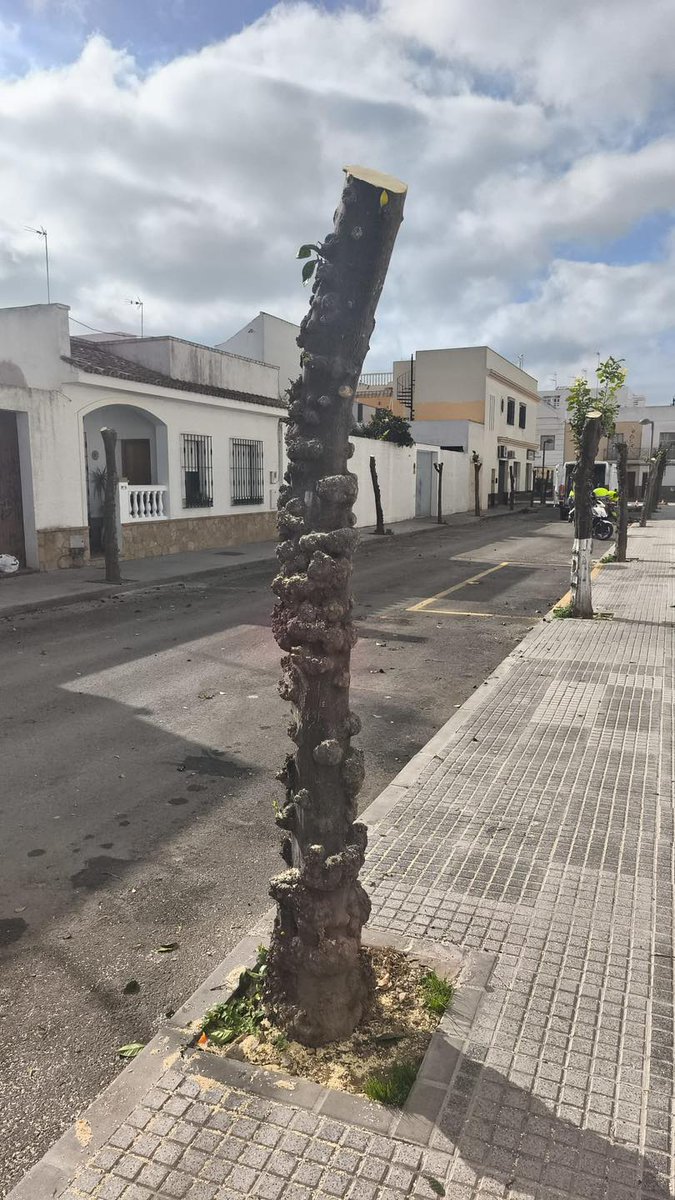 Los Árboles Mágicos ®️, (by Oscar Gaitan) tweet media