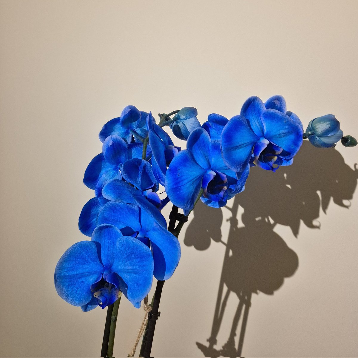 Mathilde tweet media