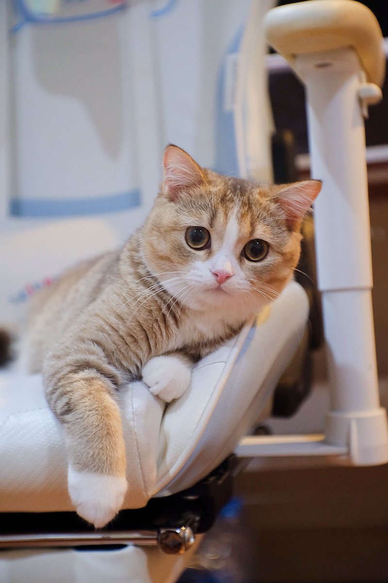 Catster & Co บ้านพักพิงแมวจร tweet media
