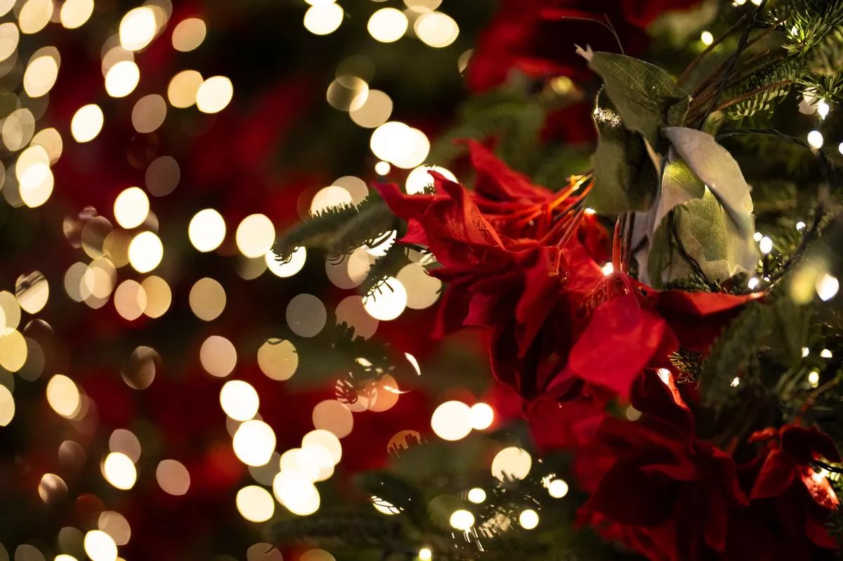 ChronicleLive's tweet photo. Why a North East landmark is keeping its Christmas tree up until February
https://t.co/Bhq9QE2Zeb https://t.co/7HmTCyXo5d