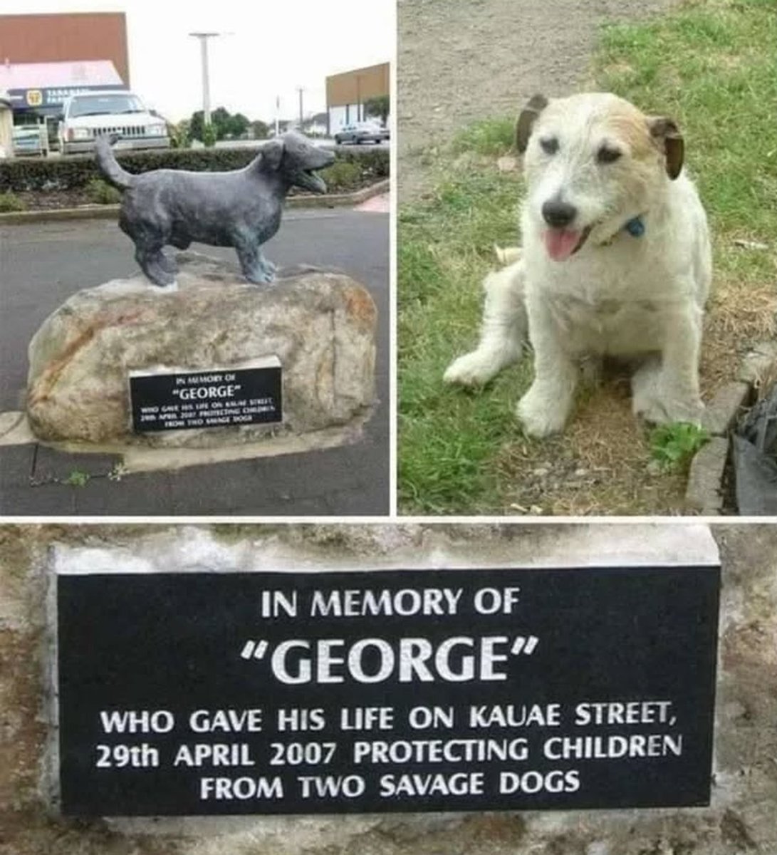 Dalbodog's tweet image. Sweet George!