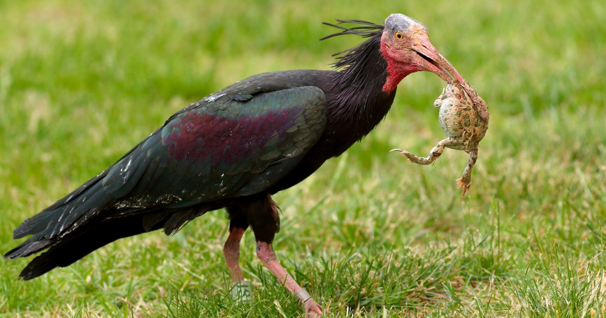 Birbirinden farklı sesleri, renkleri ve süzülüşleriyle doğamıza ayrı bir güzellik katan kanatlılar…

🪽Doğa, onların varlığıyla çok daha güzel!

Büyük Ak Balıkçıl (📷 Ali Şenel)
Sakarmeke (📷 Hüseyin Yılmaz)
Alaca Balıkçıl (📷 Metin Cenkçiler)
Kelaynak (📷 Mustafa Çulcuoğlu)