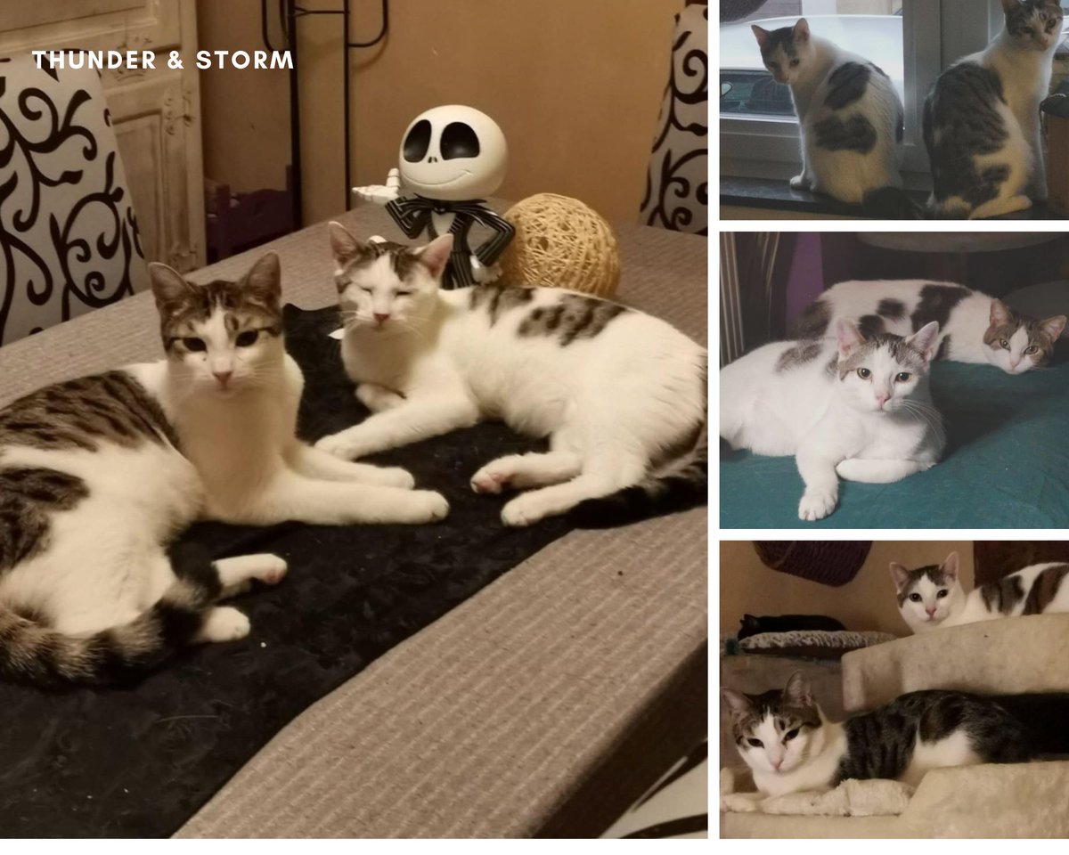 Moeilijker plaatsbare katten zoeken gouden mand tweet media