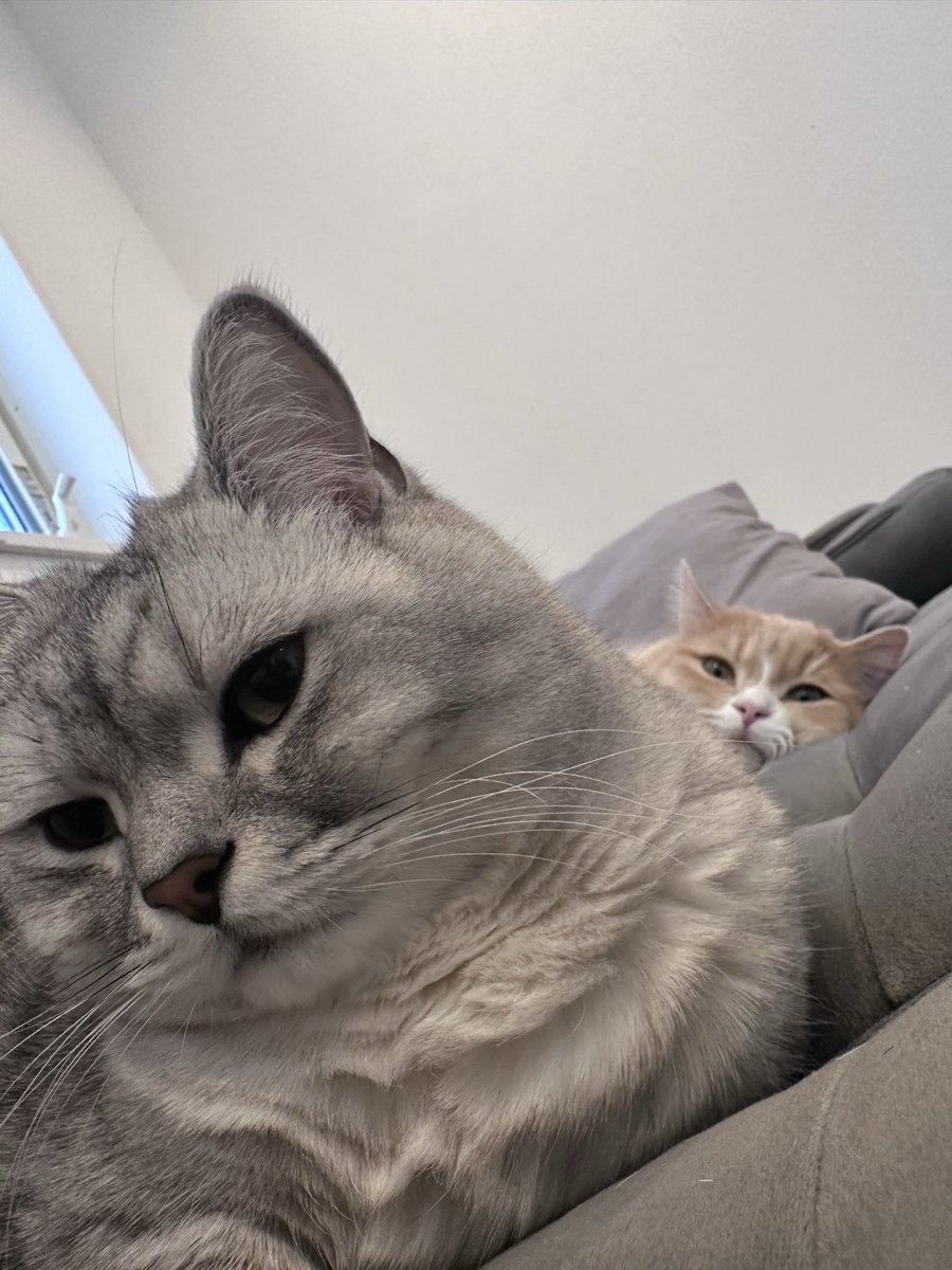 まろ🐈 (@zxb_y6) / Highlights / X