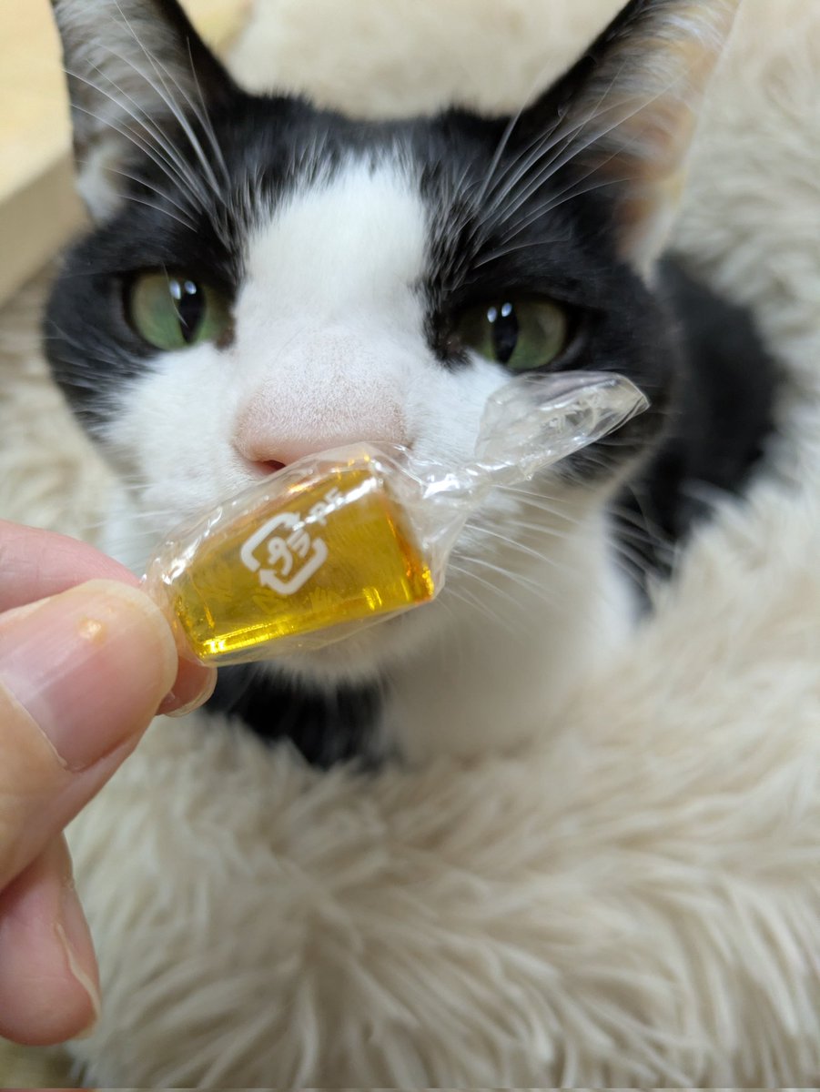 contrant's tweet image. 狙われた黄金糖