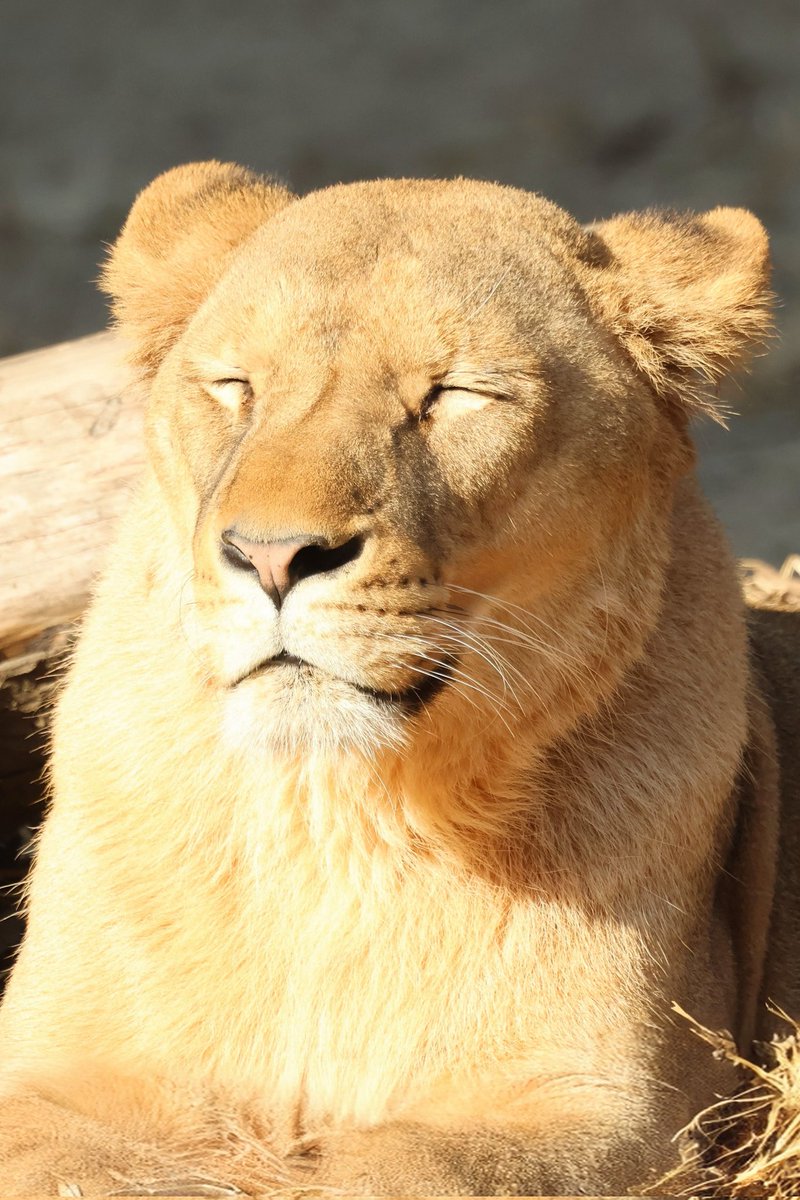 らいおん様　確認ページ しおり (@clay_love55) / Posts / X