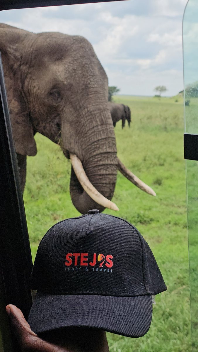 Stejos_Tours's tweet image. This is Tanzania…home of endless plains, majestic elephants, elegant giraffes, and unforgettable moments.

Your Serengeti National Park adventure awaits 

#Serengeti #AdventureAwaits #TravelWithUs
