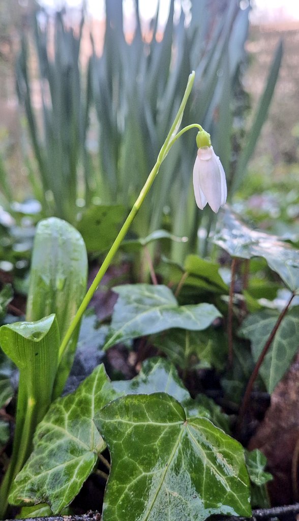 🌱Lovely_Plot 💅🇵🇱🇬🇧🪷🐞🐝 tweet media