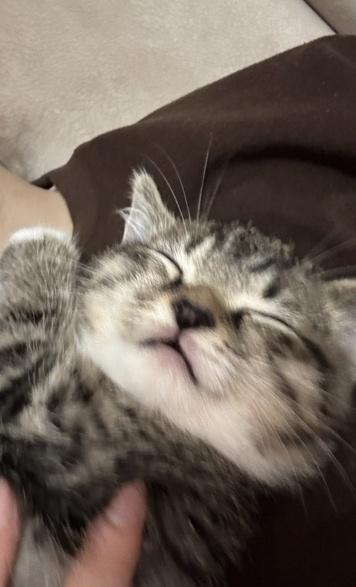 çitos efe tweet media