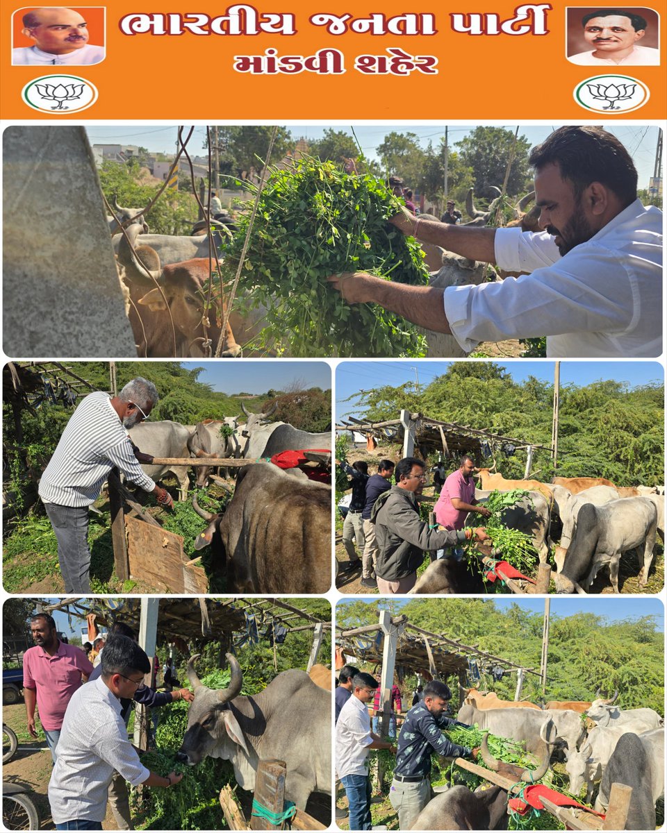 સર્વે મિત્રો નો ખુબ ખુબ આભાર 🙏🏻 
માંડવી શહેર ભાજપ પરિવાર દ્રારા પ્રમુખશ્રી દર્શનભાઈ ગોસ્વામી ના જન્મદિવસ નિમિત્તે સેવા વસ્તી વિસ્તારમાં નાના બાળકો ને ચંપલનું વિતરણ કરવામાં આવ્યું તેમજ ગાયોને નિરાણ આપવામાં આવ્યુ..
#bjpMandvi
