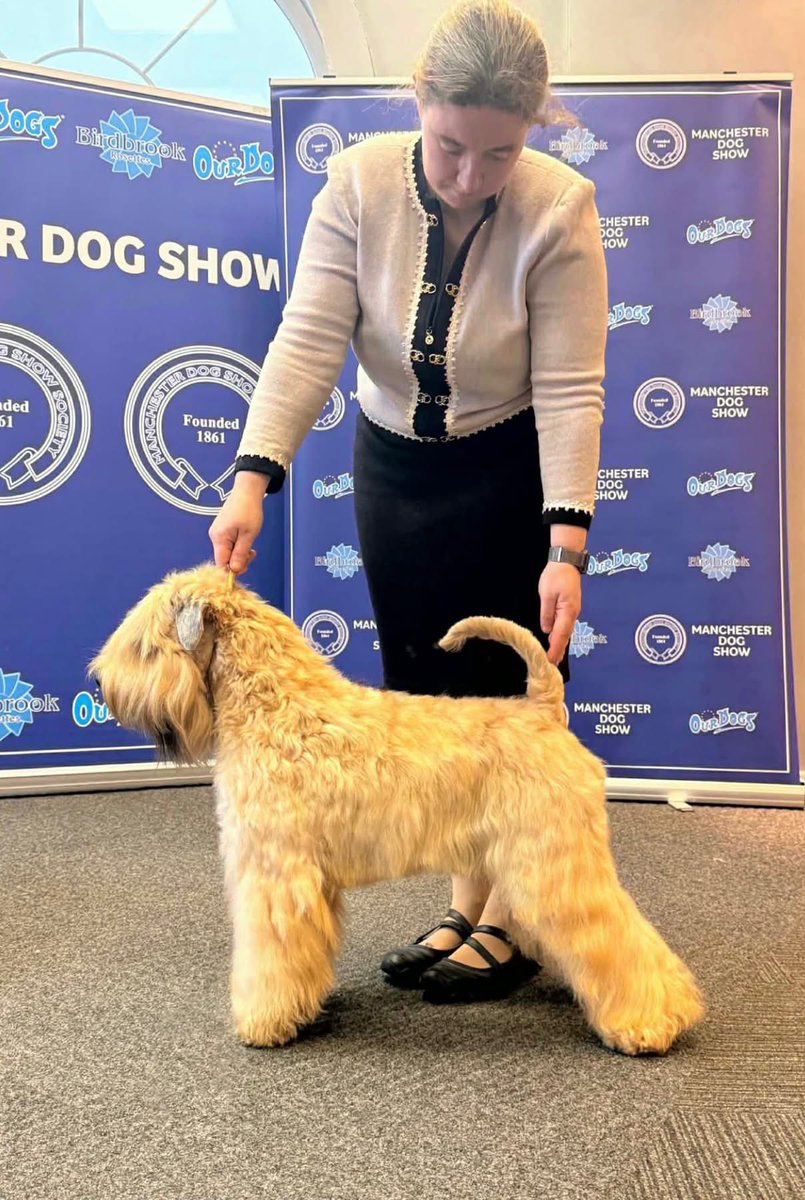 🪞Keane wins his 5th RCC to go with his 2CCs so can now be known as 𝐂𝐇𝐀𝐌𝐏𝐈𝐎𝐍 Silkcroft Perfect Symmetry JW (subject to KC), handled by Sarah.  Keane is our 18th UK Champion 💓

#wheaten #wheatenterrier #scwt #superkennel #dogsofinstagram @ukplushpuppy