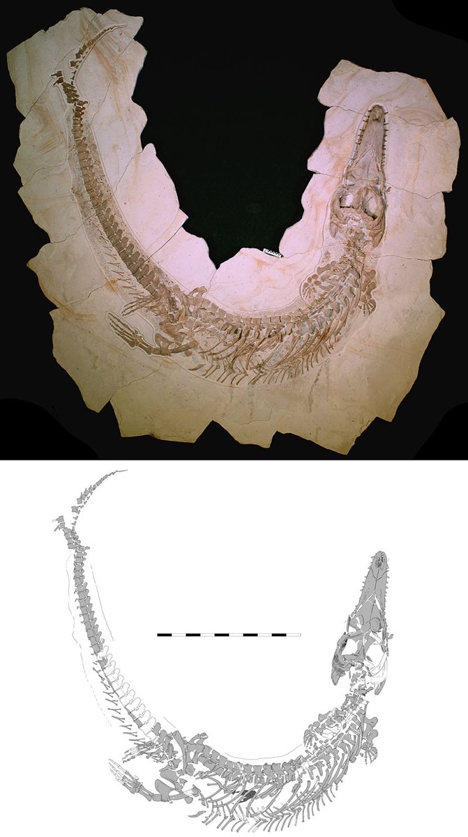 ArminReindl's tweet image. New paper just dropped finally describing a complete specimen of Dakosaurus maximus and what a beauty it is. Some highlights, in addition to this being a long time coming, is the presence of bitemarks on the face and chondrichthyan material in the stomach
doi.org/10.26879/1577