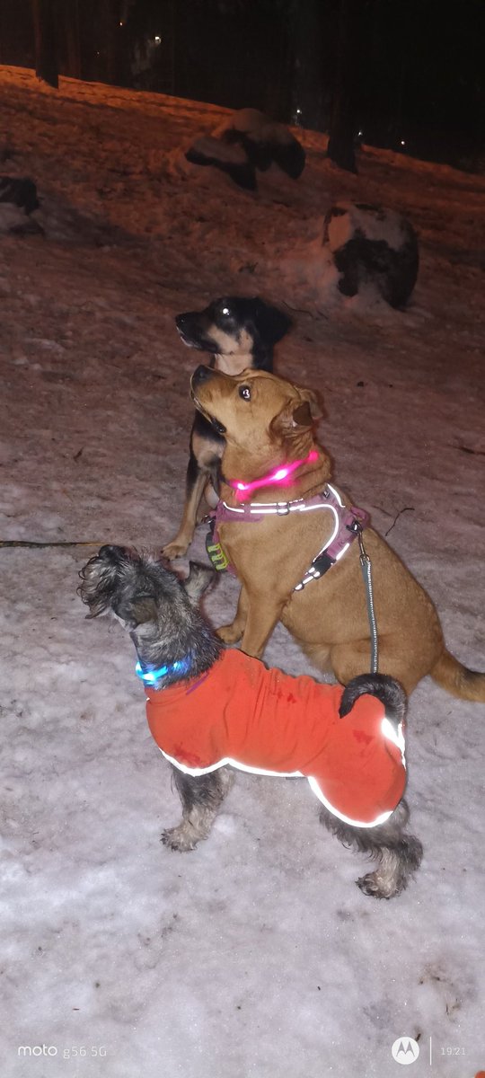 Käytiin vielä eilen illalla Lunan kanssa liikenteessä, tänään otetaan rauhallisesti kun Messi lähtee illalla kotiin 😕