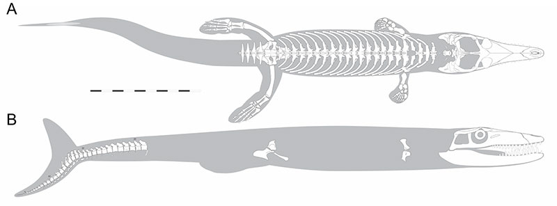 ArminReindl's tweet image. New paper just dropped finally describing a complete specimen of Dakosaurus maximus and what a beauty it is. Some highlights, in addition to this being a long time coming, is the presence of bitemarks on the face and chondrichthyan material in the stomach
doi.org/10.26879/1577