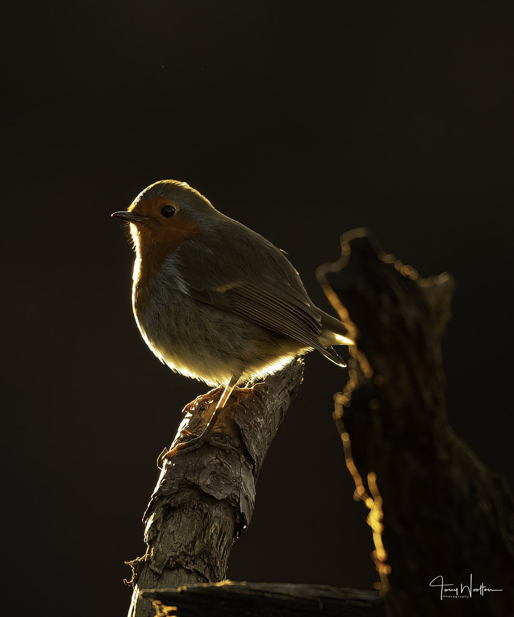 tonywootton7's tweet image. Catching some of that early morning sunshine …