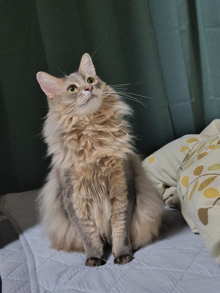 週休8日の猫吸い (@8VA64ArRkX7nOHE) / Posts / X